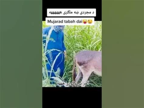 خر سکس|Newest and Naughtiest Animal Porn & Bestiality XNXX